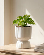 Devil's Ivy in Podium Pot
