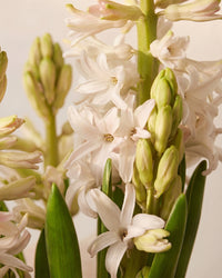 Potted Hyacinth - White