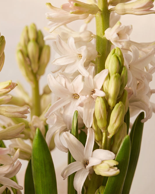Potted Hyacinth - White