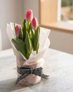 Potted Tulip - Pink