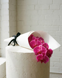 Fucshia Phalaenopsis Orchid