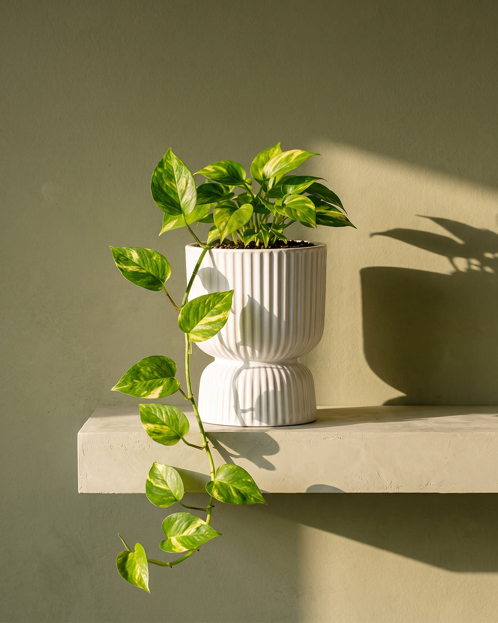 Devil's Ivy in Podium Pot