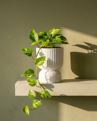 Devil's Ivy in Podium Pot
