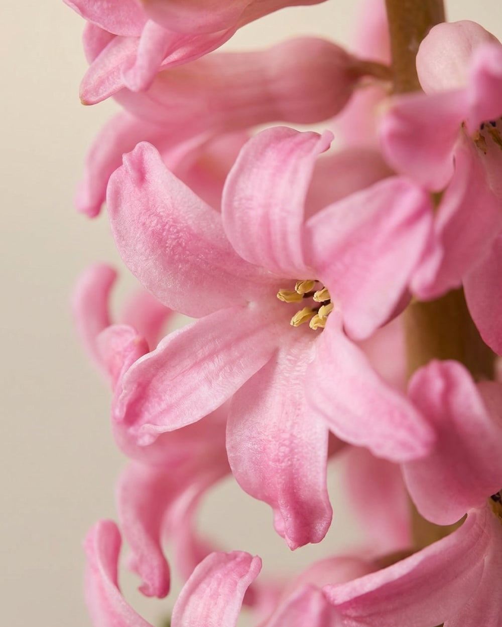 Potted Hyacinth - Light Pink