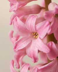 Potted Hyacinth - Light Pink
