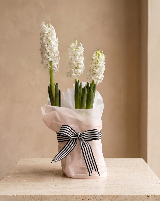 Potted Hyacinth - White