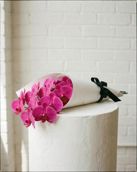 Fucshia Phalaenopsis Orchid