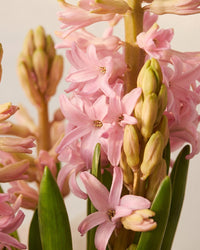 Potted Hyacinth - Light Pink