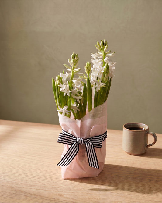 Potted Hyacinth - White