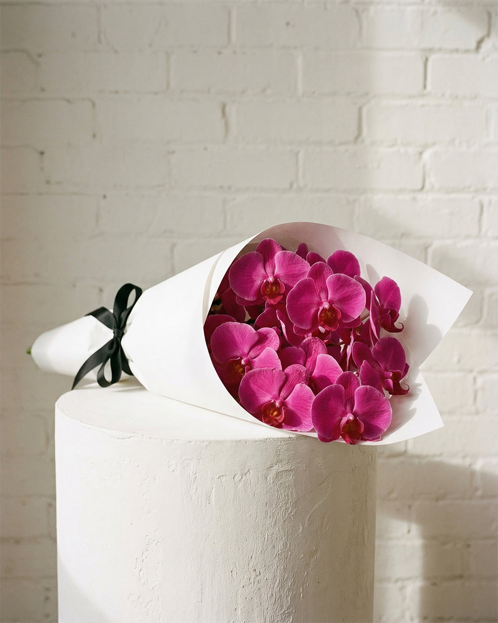 Fucshia Phalaenopsis Orchid