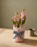Potted Hyacinth - Light Pink