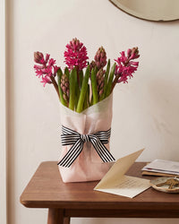 Potted Hyacinth - Dark Pink