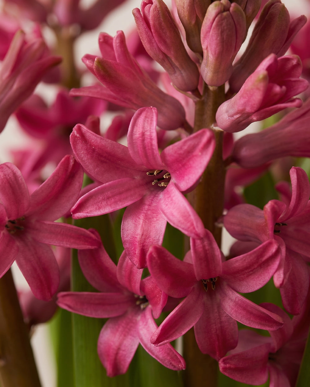 Potted Hyacinth - Dark Pink