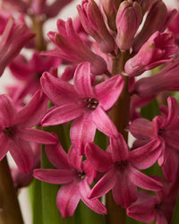Potted Hyacinth - Dark Pink