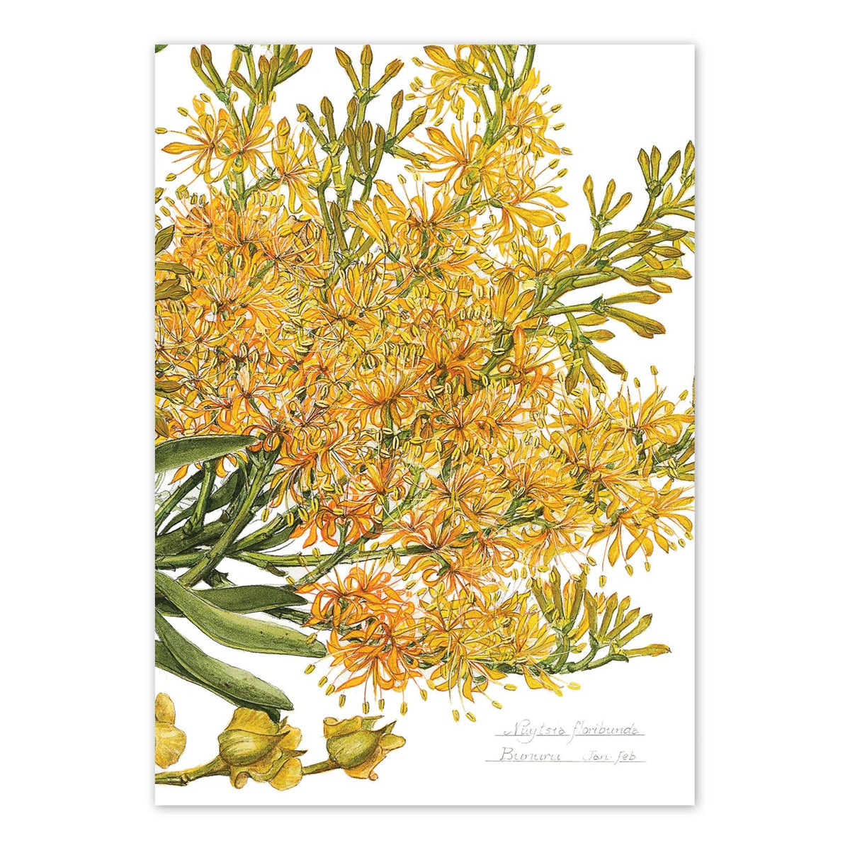 Nuytsia floribunda (Cape Arid)