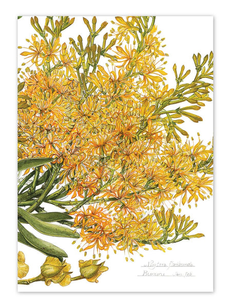 Nuytsia floribunda (Cape Arid)