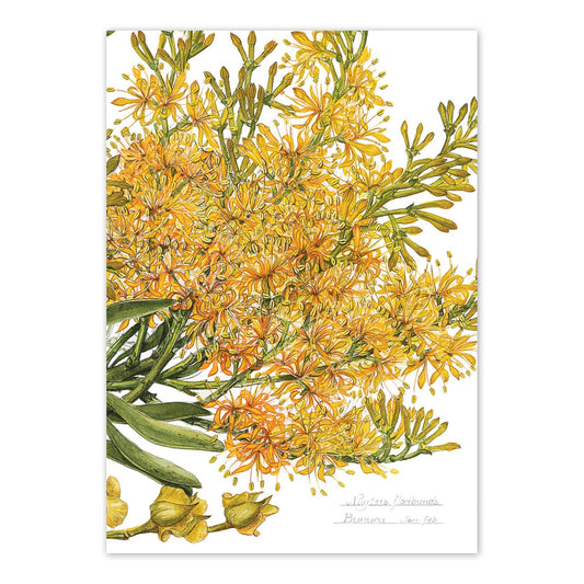 Nuytsia floribunda (Cape Arid)