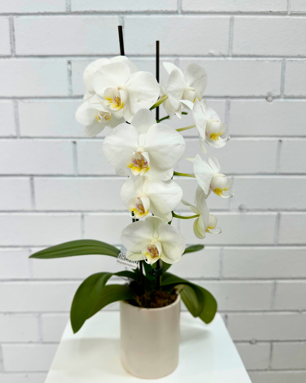 Phalaenopsis Orchids Small – Fig & Bloom