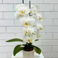 Phalaenopsis Orchid Small 1