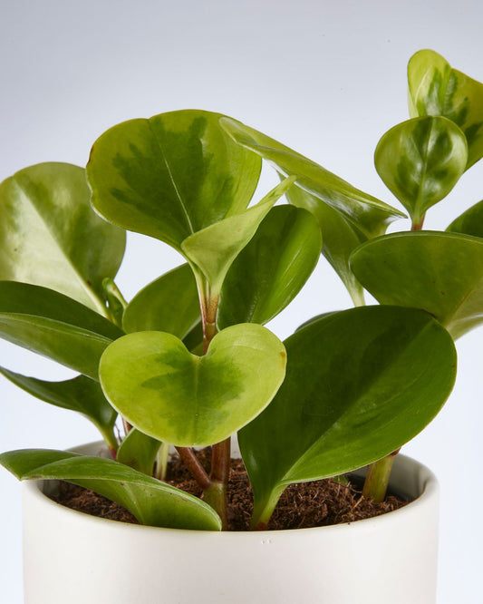 Peperomia Lemon Lime 120mm