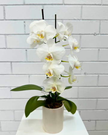 Phalaenopsis Orchid Small 1