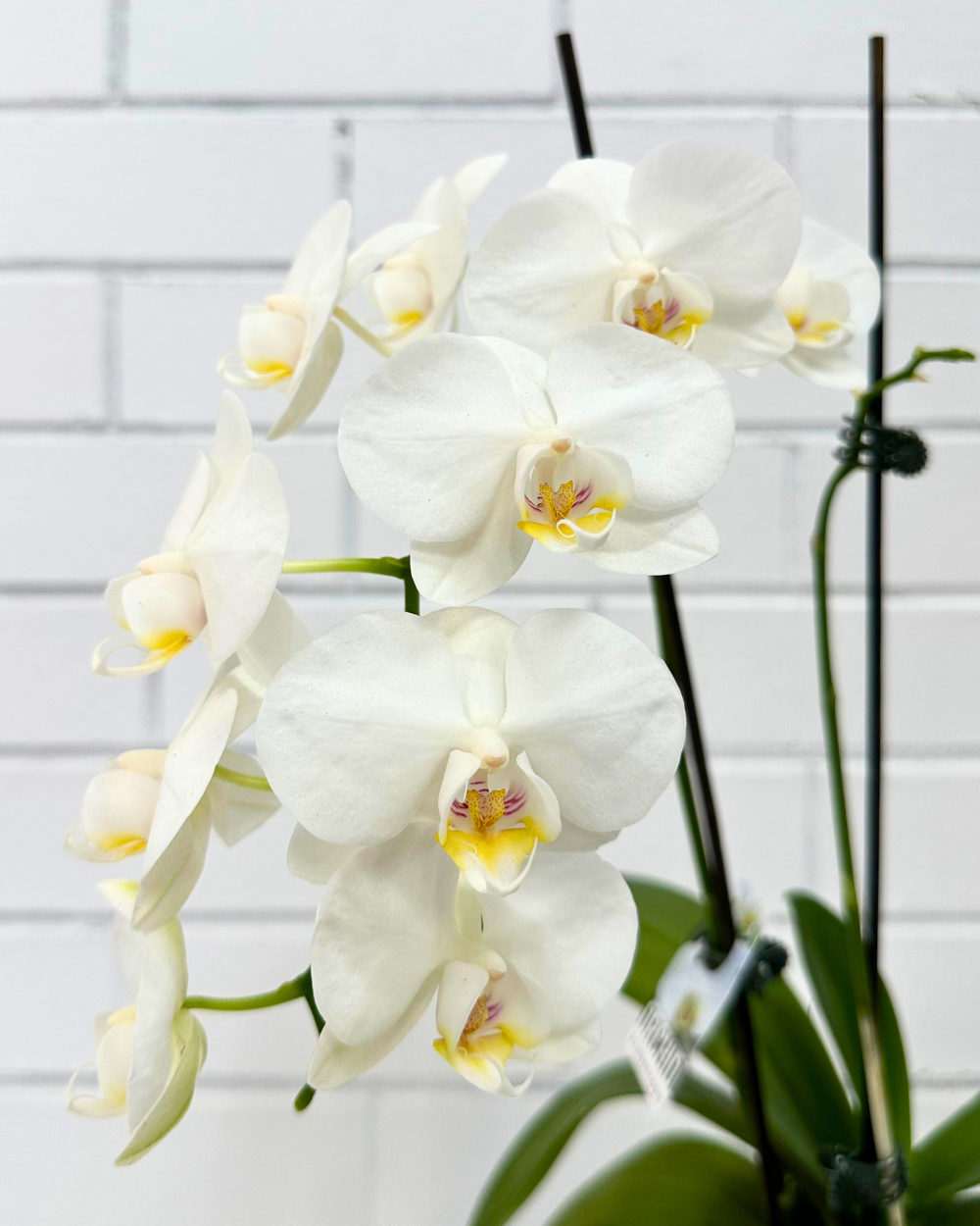 Phalaenopsis Orchid Small