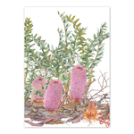 Banksia blechnifolia