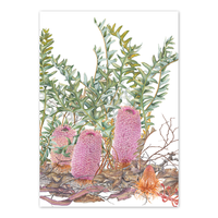 Banksia blechnifolia