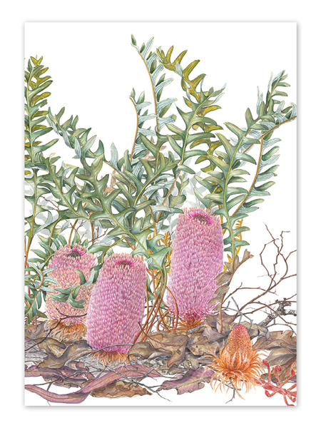 Banksia blechnifolia