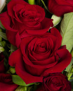 Amour Brisbane Close Up