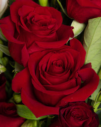 Amour Brisbane Close Up