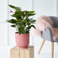 Anthurium Plant (Pink)
