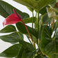 Anthurium Plant (Pink)
