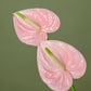 Anthurium in Balloon Vase