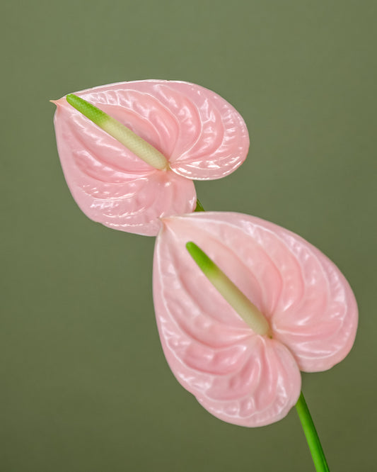Anthurium in Balloon Vase