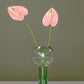 Anthurium in Balloon Vase