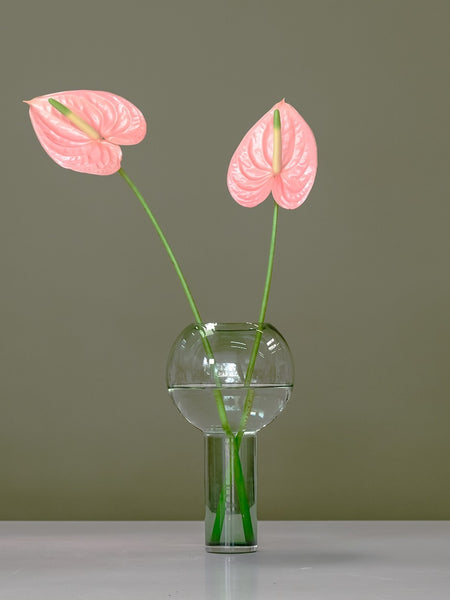 Anthurium in Balloon Vase