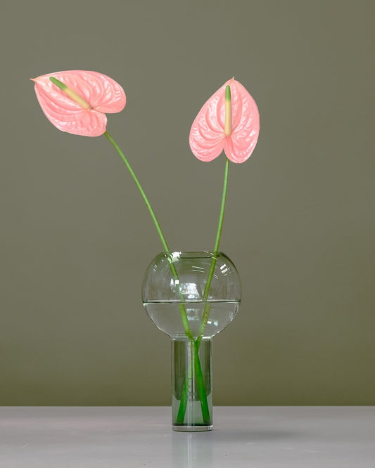 Anthurium in Balloon Vase
