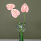 Anthurium in Balloon Vase
