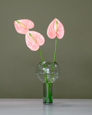 Anthurium in Balloon Vase