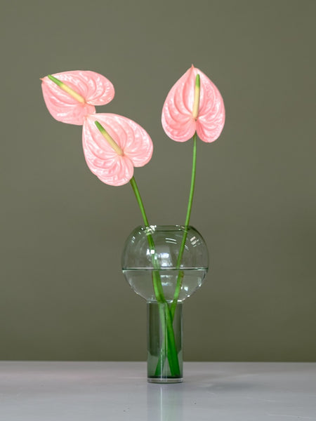 Anthurium in Balloon Vase