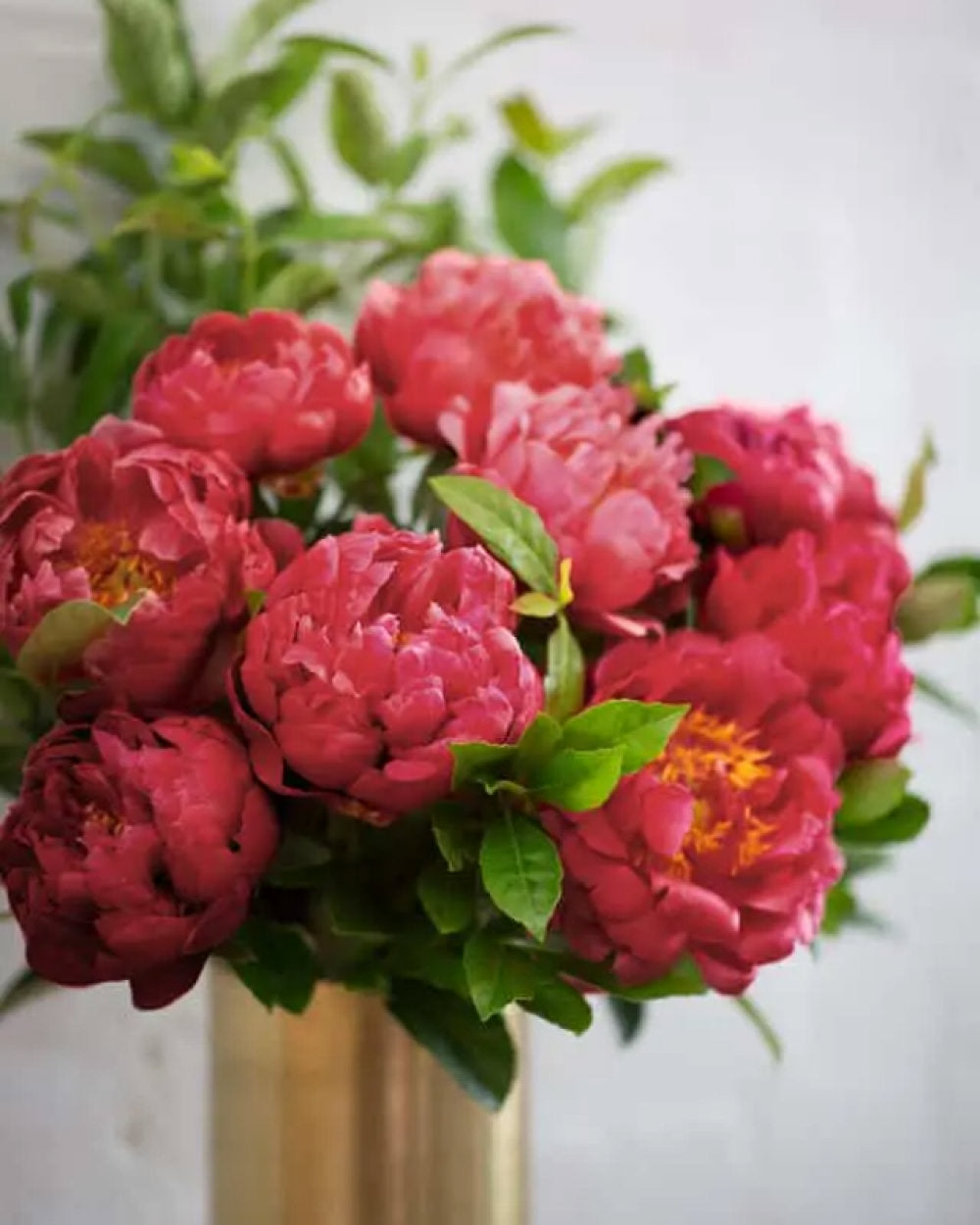 Burgundy Peonies