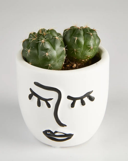 Cactus “Gymnocalycium” in Face Pot (60mm)