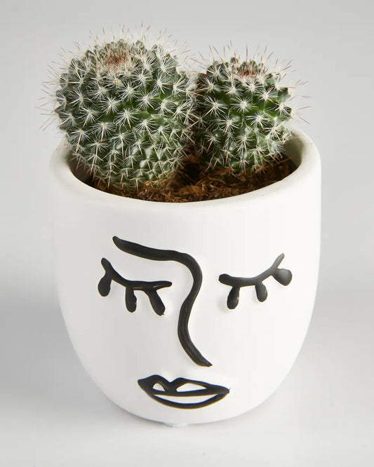 Cactus “Mammillaria” Cluster in Face Pot (60mm)