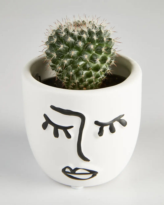 Cactus “Mammillaria” Single in Face Pot (60mm)