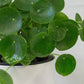 Chinese Money Plant in White Pot