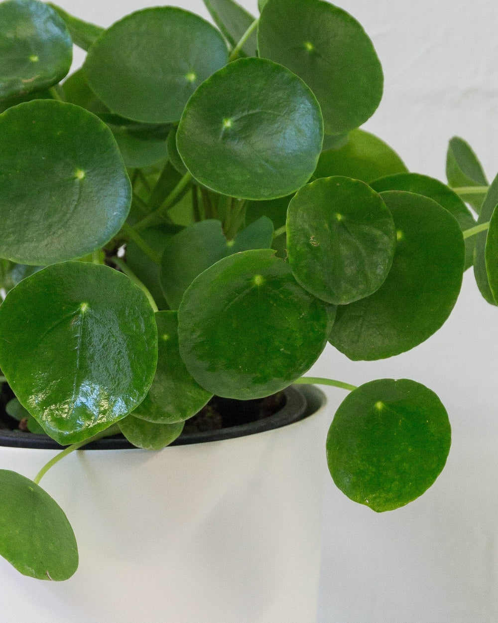 Chinese Money Plant in White Pot