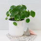 Chinese Money Plant in White Pot