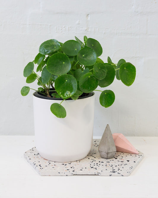 Chinese Money Plant in White Pot