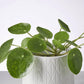 Chinese Money Plant in White Footed Pot